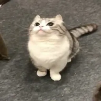 Shengy