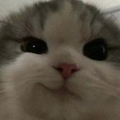 Catrix007