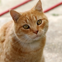 LiBainan
