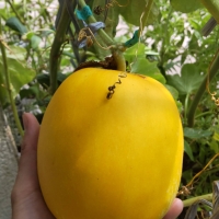 verypoorhomegardener