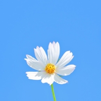 niranjan