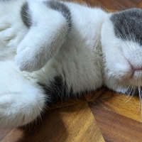jacktip