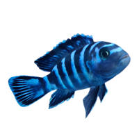 dorman