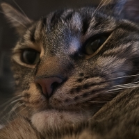 Muzz