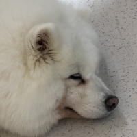 zhujisou