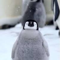 puffypinguin