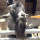 goatpoker