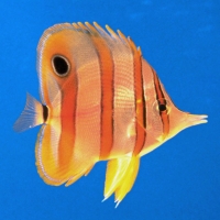 01r