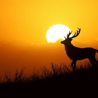 summerstar
