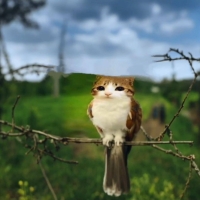 CatBro282