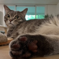 CatBro282